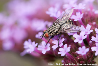 Flesh FlySarcophaga spec.