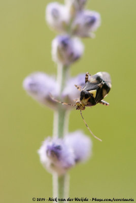 Common Nettle BugLiocoris tripustulatus