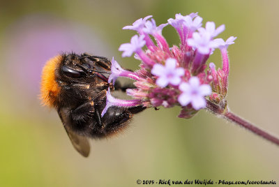 Common Carder BumblebeeBombus pascuorum moorselensis
