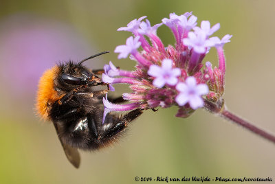 Common Carder BumblebeeBombus pascuorum moorselensis