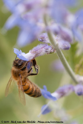 Western Honey BeeApis mellifera mellifera x ligustica