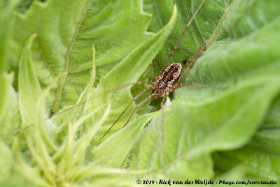 HarvestmenPhalangium opilio