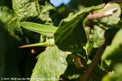 Great Green Bush-CricketTettigonia viridissima