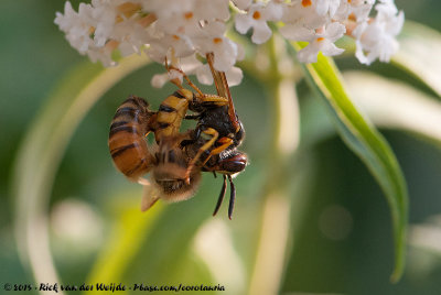 European BeewolfPhilanthus triangulum