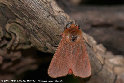 Ruby TigerPhragmatobia fuliginosa fuliginosa