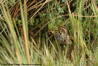 Streaky SeedeaterCrithagra striolata striolata