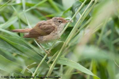 Eurasian Reed WarblerAcrocephalus scirpaceus scirpaceus