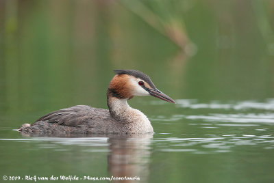 Great Crested GrebePodiceps cristatus cristatus