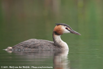 Great Crested GrebePodiceps cristatus cristatus