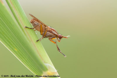 Six-Spotted Snailkiller  (Ilione albiseta)