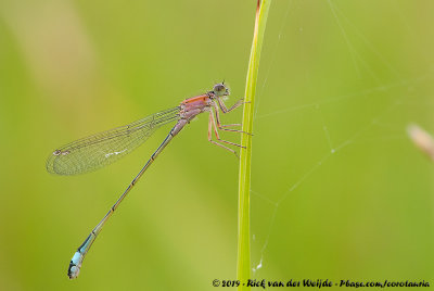 Blue-Tailed DamselflyIschnura elegans elegans