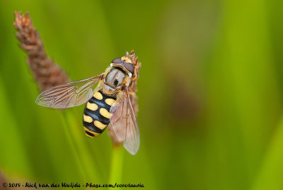 Common Spotted Eupeodes  (Grote Kommazweefvlieg)