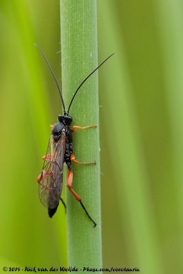 Darwin Wasp unknownIchneumonidae indet.