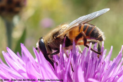 Drone FlyEristalis tenax