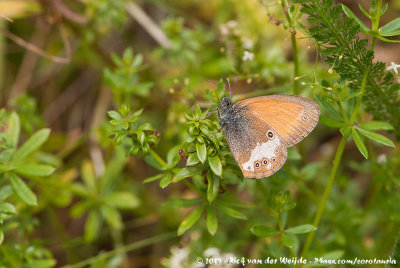 Pearly HeathCoenonympha arcania arcania