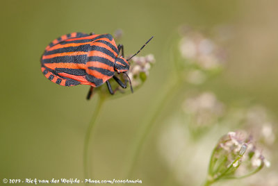 Striped Shield Bug  (Pyjamaschildwants)