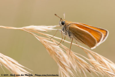 Essex SkipperThymelicus lineola lineola