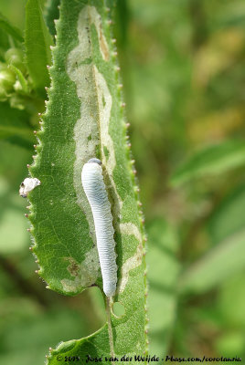 (Sawfly)Monostegia abdominalis