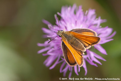 Essex SkipperThymelicus lineola lineola