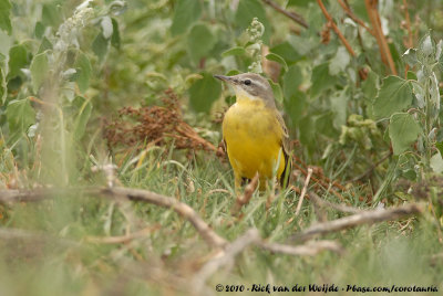 Western Yellow WagtailMotacilla flava beema