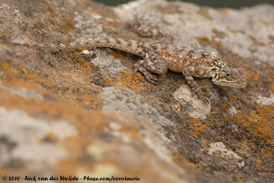 Kenyan Rock AgamaAgama lionotus lionotus