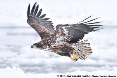 White-Tailed Eagle<br><i>Haliaeetus albicilla albicilla</i>