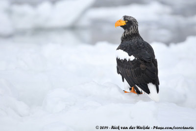 Steller's Sea EagleHaliaeetus pelagicus