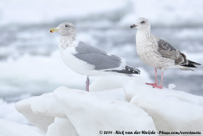 Glaucous-Winged GullLarus glaucescens