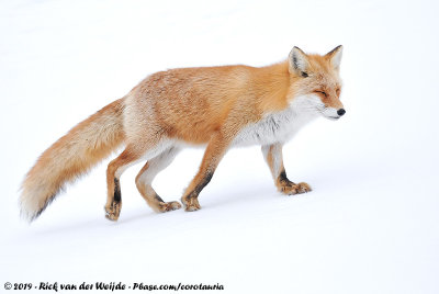Sakhalin Fox<br><i>Vulpes vulpes schrencki</i>