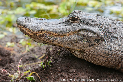American AlligatorAlligator mississippiensis