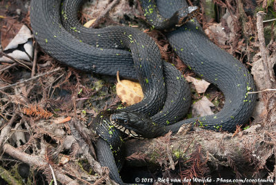 Southern Water Snake<br><i>Nerodia fasciata pictiventris</i>