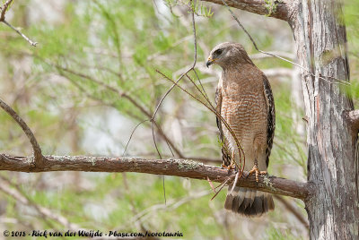 Red-Shouldered Hawk<br><i>Buteo lineatus ssp.</i>