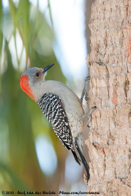 Red-Bellied WoodpeckerMelanerpes carolinus