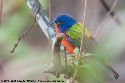 Painted Bunting  (Purpergors)