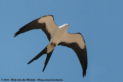 Swallow-Tailed Kite  (Zwaluwstaartwouw)
