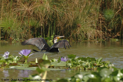 White-Breasted CormorantPhalacrocorax lucidus