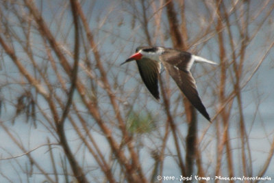 African SkimmerRynchops flavirostris