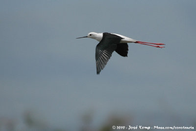 Black-Winged StiltHimantopus himantopus