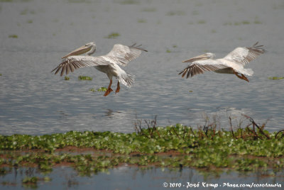 Pink-Backed PelicanPelecanus rufescens