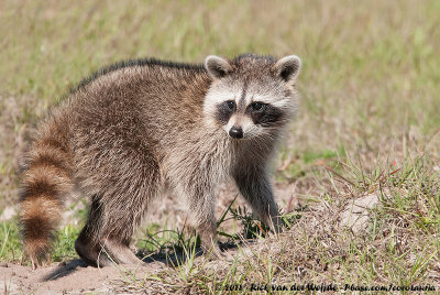 Northern Raccoon  (Wasbeer)