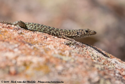 Bedriaga's Rock Lizard  (Tyrrheense Berghagedis)