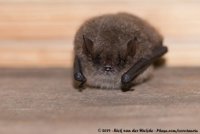 Geoffroy's Bat (Ingekorven Vleermuis)