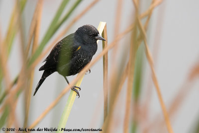 Yellow-Winged BlackbirdAgelasticus thilius thilius