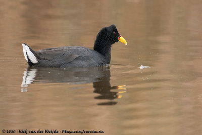 Red-Fronted CootFulica rufifrons