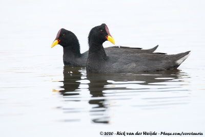 Red-Fronted Coot<br><i>Fulica rufifrons</i>