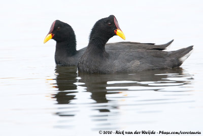 Red-Fronted CootFulica rufifrons