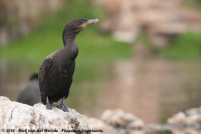 Neotropic CormorantNannopterum brasilianus brasilianus