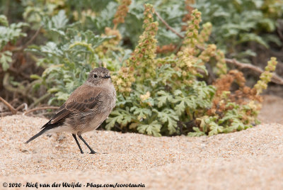 Austral Negrito<br><i>Lessonia rufa</i>