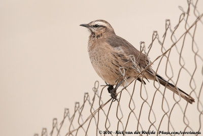 Chilean MockingbirdMimus thenca