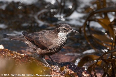 Chilean Seaside Cinclodes  (Strandwipstaart)